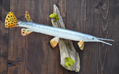 Long nose gar fish mount